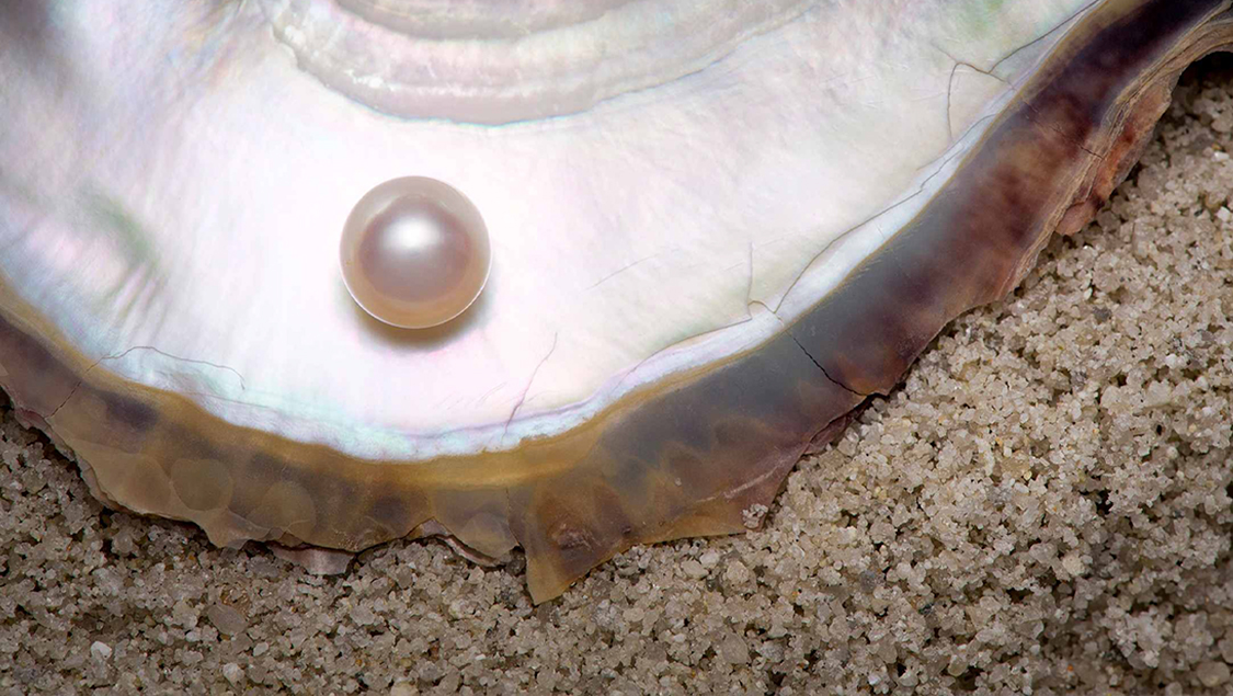 Graduate Pearls Online Diploma