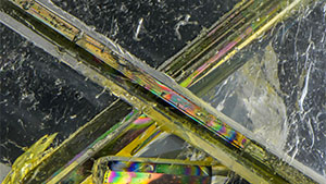Fall 2025 Micro-World Banner Fall 2025 Micro-World Banner