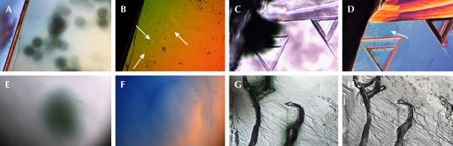 Figure 6. Underlying surface textures coincident with radiation stains. Samples RH001 (A and B), GV003 (C and D), JK001 (E and F), and Guy330 (G and H) are shown. A–D display etching coincident with radiation stains. Surface textures in B and D are noted by arrows. E and F show positive relief at the site of a radiation stain on a Namibian diamond. G and H show radiation stains coincident with ruts at the surface of the diamond. These are imaged in transmitted light (A, C, E, and G) along with the corresponding false-color DIC images (B, D, F, and H). Image B’s brightness and contrast were adjusted to increase visibility of the topography. Photomicrographs by Taryn Linzmeyer; fields of view 0.144 mm (A and B), 0.451 mm (C and D), and 0.288 mm (E–H). Figure 6. Underlying surface textures coincident with radiation stains. Samples RH001 (A and B), GV003 (C and D), JK001 (E and F), and Guy330 (G and H) are shown. A–D display etching coincident with radiation stains. Surface textures in B and D are noted by arrows. E and F show positive relief at the site of a radiation stain on a Namibian diamond. G and H show radiation stains coincident with ruts at the surface of the diamond. These are imaged in transmitted light (A, C, E, and G) along with the corresponding false-color DIC images (B, D, F, and H). Image B’s brightness and contrast were adjusted to increase visibility of the topography. Photomicrographs by Taryn Linzmeyer; fields of view 0.144 mm (A and B), 0.451 mm (C and D), and 0.288 mm (E–H).