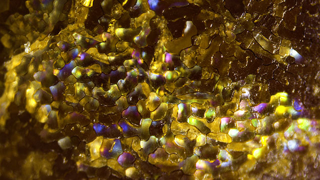 Cellular arrangement of calcitic crystals on the surface of a pen pearl showing play-of-color caused by their interaction with light. Photomicrograph by Gauri Sarvankar; field of view 3.30 mm.