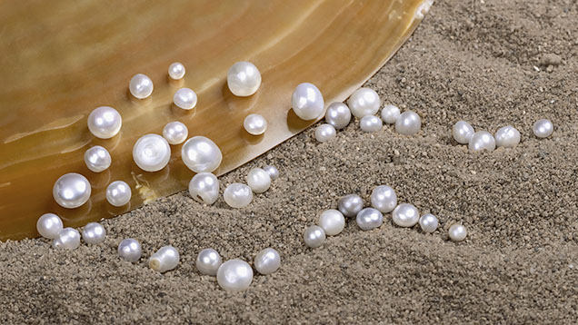 Figure 1. The 43 non-bead cultured “keshi” pearls (0.18 to 1.96 ct) from the Pinctada maxima mollusk selected for this study. Photo by Gourav Bera.