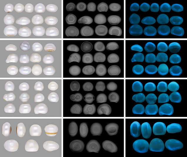 Figure 2. Photographs, RTX images, and long-wave UV reactions, respectively, of the 43 non-bead cultured pearls with organic-rich concentric cores from Pinctada maxima, sorted by size. Photos by Gourav Bera.