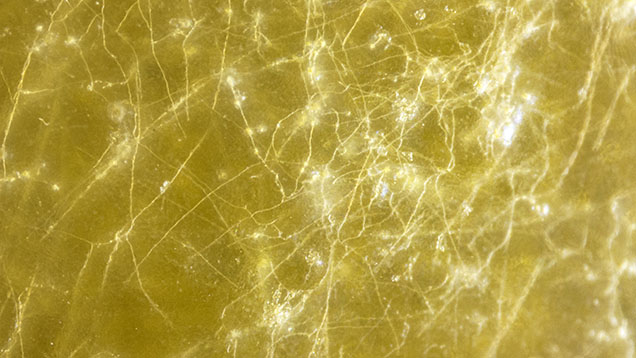 A fine, complex network of microscopic shell-boring parasitic tunnels with intersecting nodes resembling fungal hyphae in a mabe pearl. Photomicrograph by Gauri Sarvankar; field of view 1.65 mm.