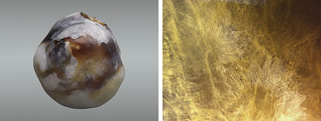 A 12.54 ct natural non-nacreous pearl (left) with formations displaying a leaf-like imprint on its surface (right). Photos by Gourav Bera (left) and Jayesh Surve; field of view 1.30 mm (right).