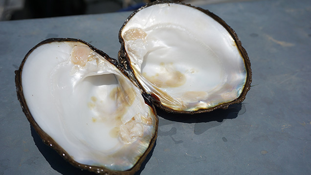 Open mussel shell