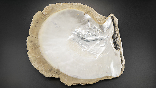 Natural blister in the form of a pearlfish.