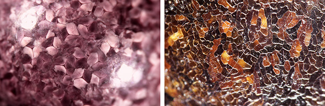 Figure 4. Characteristic non-nacreous surface patterns observed on representative pearls produced from different mollusk species in the necklace layout. Left: Segmented patchwork of cells on a lion’s paw scallop pearl (Nodipecten species). Right: Cellular structure and surface cracks on a pen pearl (Pinnidae family). Photomicrographs by Kwanreun Lawanwong; fields of view 7.20 mm (left) and 1.80 mm (right).