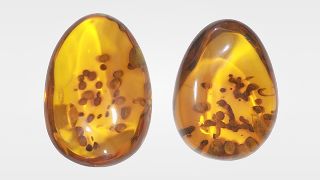 Figure 1. Two amber specimens (131.85 and 130.37 ct, respectively) containing <em>Palaeoclavaria burmitis</em> fungal inclusions. Photo by Ta Quan Ngoc.