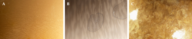 Figure 3. Characteristic surface patterns observed on representative pearls produced from Cassis species in the necklace layout. A: Overlapping long, slender flame structures. B: Iridescent concentric rings observed slightly below the surface. C: Mottled surface structure with irregular streaks and patches. Photomicrographs by Kwanreun Lawanwong; fields of view 4.80 mm (A and C) and 2.88 mm (B).
