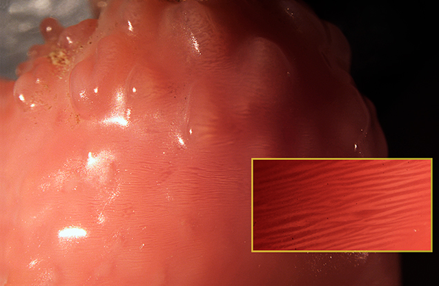 Characteristic flame structure.