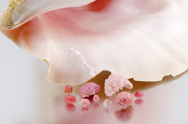 Pink “rosebud” conch pearls.