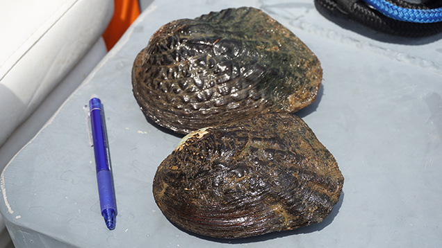 Two mussels 