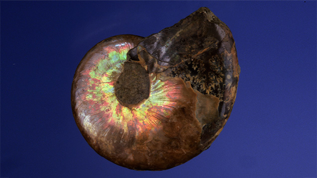 Ammolite VRL23128 Ammonite Shell