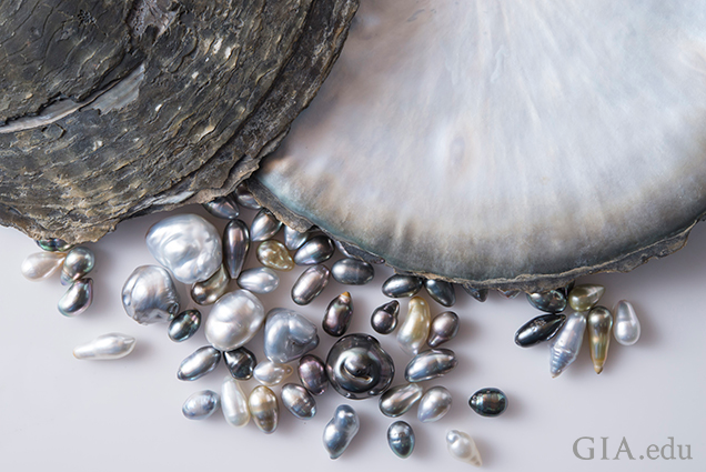 Pinctada margaritifera (black-lipped pearl oyster) shells together