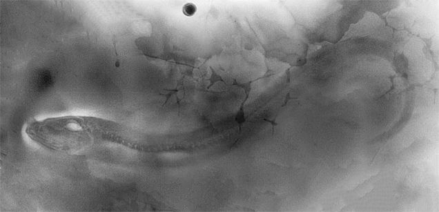 Microradiographic image of the pearlfish reveals the details beneath the nacre.