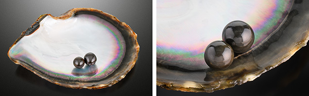 Figure 1. Left: Two black pearls, a 15.16 ct near-round and a 22.19 ct button, shown on the nacreous interior surface of a <i>Pinctada margaritifera</i> shell. Right: The pearls both had a similar vitreous luster and a non-nacreous surface. Photos by Annie Haynes.