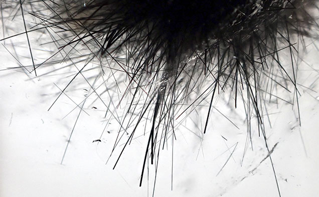 Fibrous mannardite crystals in quartz. Photomicrograph by Liyan He; field of view 2.98 mm.