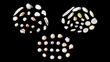 Chemical Composition