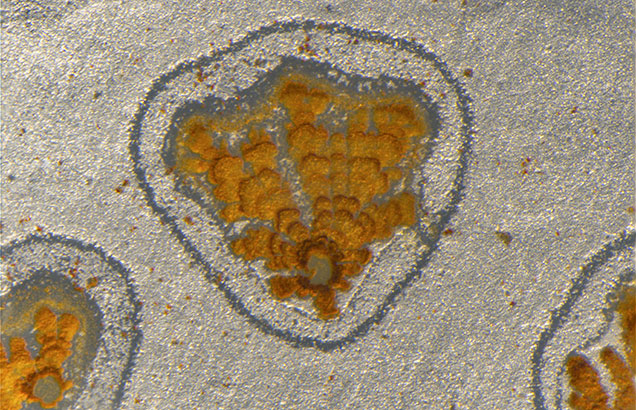 Footprint-shaped iron hydroxide deposit in quartz