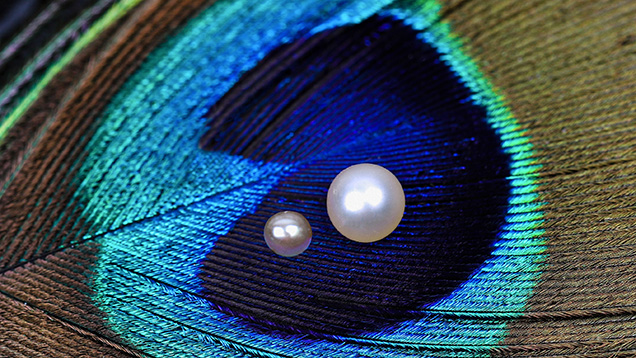 Figure 1. Two natural pearls recovered from <em>Pinctada radiata</em> mollusks by Bahraini divers, weighing 0.06 ct (pearl A, left) and 0.25 ct (pearl B, right). Photo by Gaurav Bera.