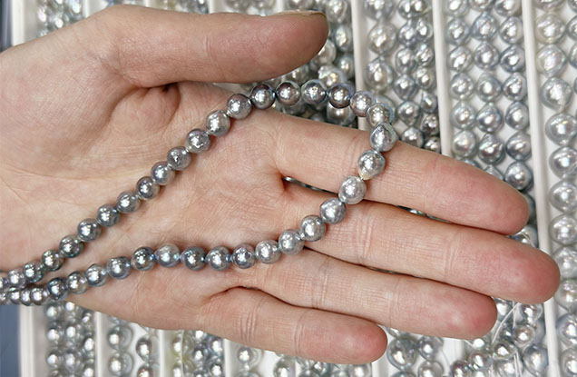Figure 3. Vietnamese akoya bead cultured pearls in various colors ranging from silver to light gray to light bluish gray. The pearls were said to be unprocessed and untreated. Photo by Lisa Kennedy; courtesy of Eliko Pearl Company. Figure 3. Vietnamese akoya bead cultured pearls in various colors ranging from silver to light gray to light bluish gray. The pearls were said to be unprocessed and untreated. Photo by Lisa Kennedy; courtesy of Eliko Pearl Company.