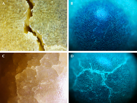 Figure 2. A: Non-nacreous cellular structure with a significant surface-reaching crack in pearl A; field of view 0.5 mm. B: DiamondView image of the cellular structure on the black area on pearl A. C: Cellular structure with a network of subsurface cracking on pearl B; field of view 1.6 mm. D: DiamondView image of a spectacular greenish blue reaction of the cellular structure and the subsurface cracks on pearl B. Images by Karan Rajguru (A, B, and D) and Pfokreni Nipuni (C). Figure 2. A: Non-nacreous cellular structure with a significant surface-reaching crack in pearl A; field of view 0.5 mm. B: DiamondView image of the cellular structure on the black area on pearl A. C: Cellular structure with a network of subsurface cracking on pearl B; field of view 1.6 mm. D: DiamondView image of a spectacular greenish blue reaction of the cellular structure and the subsurface cracks on pearl B. Images by Karan Rajguru (A, B, and D) and Pfokreni Nipuni (C).