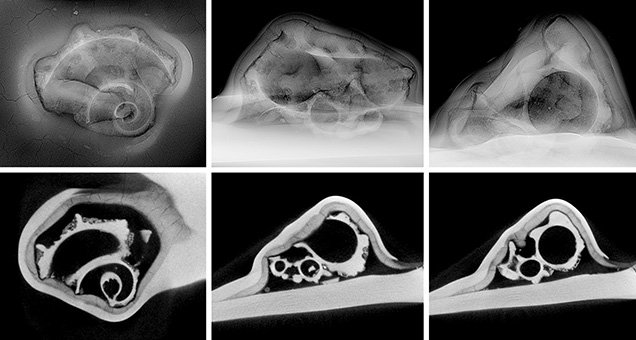 Figure 3. Top row, left to right: RTX images of the face, the right side, and the length or thickest direction reveal a prominent gastropod shell measuring approximately 8.30 × 5.75 mm within the shell blister. Bottom row: μ-CT images show the structures for the same three directions and provide even clearer details of the entombed gastropod. Figure 3. Top row, left to right: RTX images of the face, the right side, and the length or thickest direction reveal a prominent gastropod shell measuring approximately 8.30 × 5.75 mm within the shell blister. Bottom row: μ-CT images show the structures for the same three directions and provide even clearer details of the entombed gastropod.