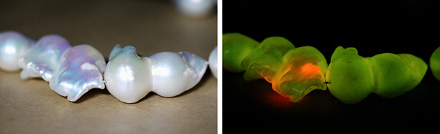Small non-nacreous region under white light (left) atypically fluoresces reddish orange under UV light (right).