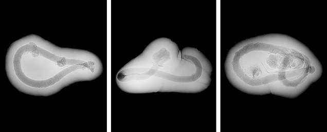 Figure 3. Similar tubular features observed in three reportedly natural saltwater pearls weighing 0.25, 0.34, and 0.44 ct, respectively, sourced from Pinctada radiata mollusks from the waters of Bahrain.