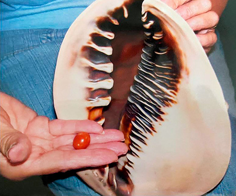 Pearl and the queen helmet shell in which it was found.