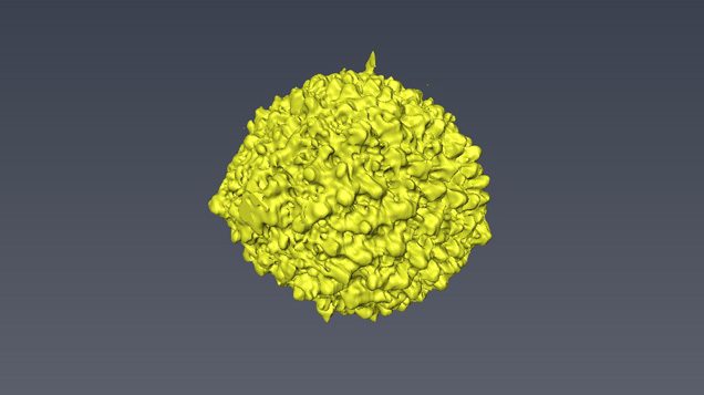 3-D image of a foraminifera structure within pearl 3-D image of a foraminifera structure within pearl