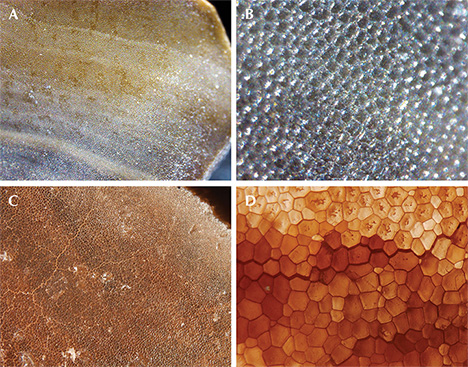 Figure 2. Photomicrographs show graduated cellular structures from the natural shell blister examined in the Mumbai laboratory (A and B; fields of view 4 mm and 3 mm, respectively) compared to those from a known Pinnidae shell from GIA’s Bangkok laboratory (C and D; fields of view 4 mm and 3 mm, respectively). Photomicrographs by Jayesh Surve (A and B) and Nicholas Sturman (C and D). Figure 2. Photomicrographs show graduated cellular structures from the natural shell blister examined in the Mumbai laboratory (A and B; fields of view 4 mm and 3 mm, respectively) compared to those from a known Pinnidae shell from GIA’s Bangkok laboratory (C and D; fields of view 4 mm and 3 mm, respectively). Photomicrographs by Jayesh Surve (A and B) and Nicholas Sturman (C and D).
