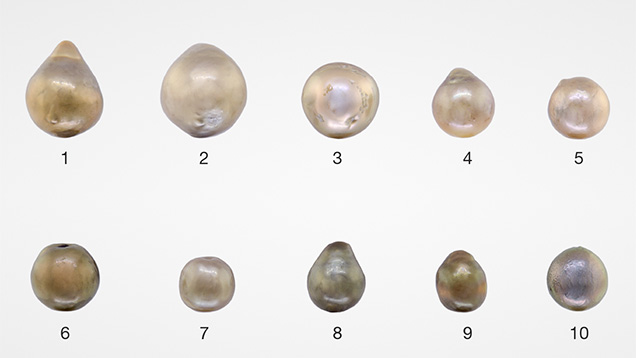 Reconstructions of cultured pearl and bead nucleus. Reconstructions of cultured pearl and bead nucleus.