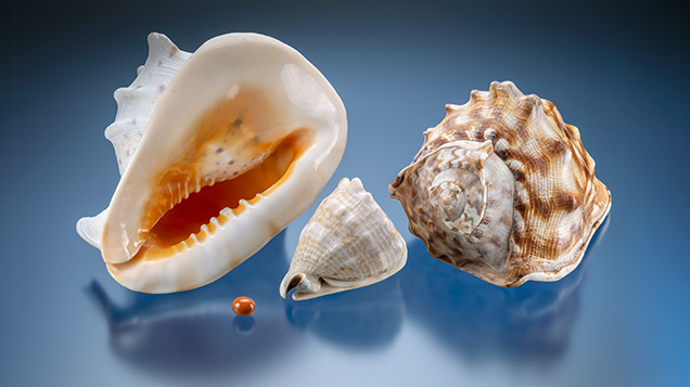 A 29.78 ct porcelaneous pearl with various Cassis species shells.