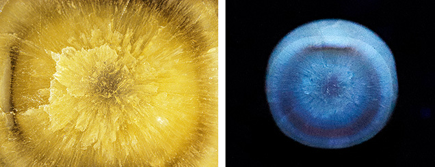 Figure 4. Left: Cross section of pearl B after grinding, revealing an acicular structure with a dark inner ring and a small central core; field of view 2.1 mm. Right: Long-wave UV image of the cross section with the dark ring and core showing a brownish red reaction. Photos by Karan Rajguru. Figure 4. Left: Cross section of pearl B after grinding, revealing an acicular structure with a dark inner ring and a small central core; field of view 2.1 mm. Right: Long-wave UV image of the cross section with the dark ring and core showing a brownish red reaction. Photos by Karan Rajguru.