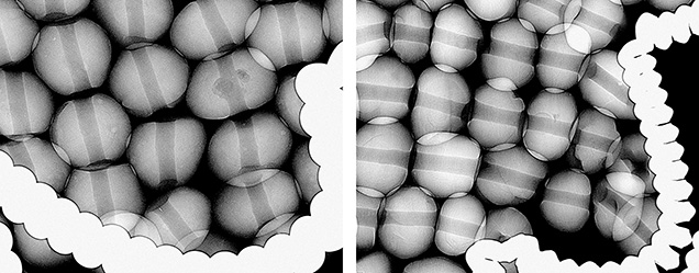 Figure 3. Left: RTX image of pearls from the top portion of the headdress (saltwater environment). Right: RTX image of pearls from the side portion (freshwater environment). Figure 3. Left: RTX image of pearls from the top portion of the headdress (saltwater environment). Right: RTX image of pearls from the side portion (freshwater environment).