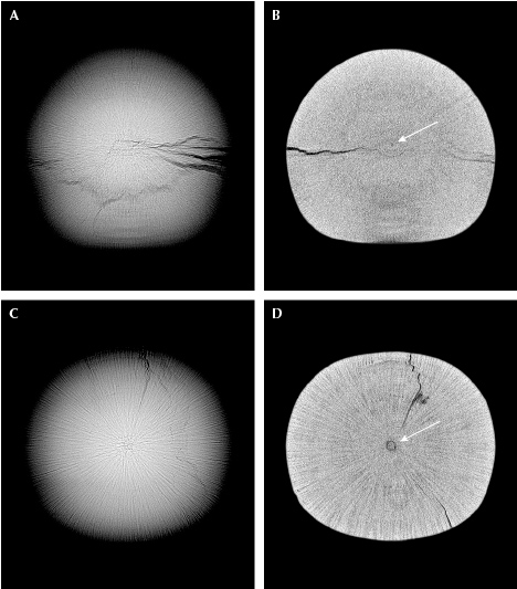 Figure 3. Top: RTX imaging of pearl A shows an acicular structure with significant surface-reaching cracks (A), and μ-CT imaging reveals a minute core (B). Bottom: RTX imaging of pearl B shows an acicular structure with a few subsurface cracks (C), and μ-CT imaging reveals a small central core (D). Figure 3. Top: RTX imaging of pearl A shows an acicular structure with significant surface-reaching cracks (A), and μ-CT imaging reveals a minute core (B). Bottom: RTX imaging of pearl B shows an acicular structure with a few subsurface cracks (C), and μ-CT imaging reveals a small central core (D).