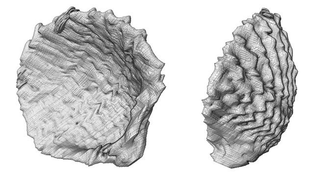3-D image of a shell within pearl 3-D image of a shell within pearl