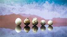 A row of five low-quality bead cultured pearls. A row of five low-quality bead cultured pearls.