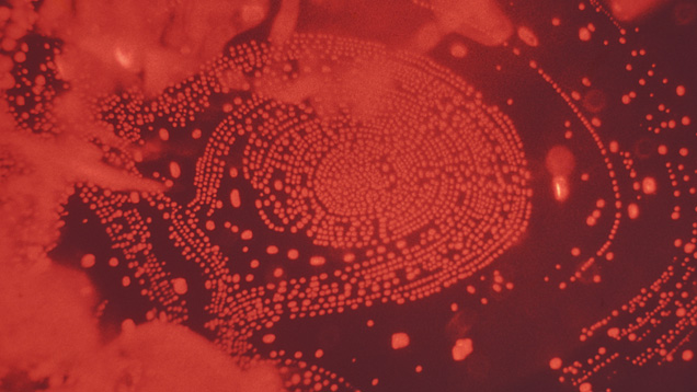 Inclusion in Spinel Inclusion in Spinel