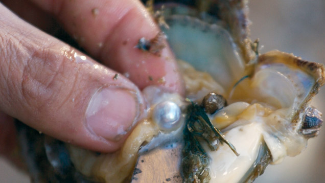 Akoya Pearl Oyster Akoya Pearl Oyster