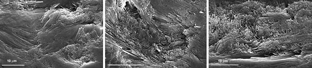 Three electron microscope images showing textured surfaces at a microscopic scale, with scale bars indicating 10 and 20 micrometers. Three electron microscope images showing textured surfaces at a microscopic scale, with scale bars indicating 10 and 20 micrometers.