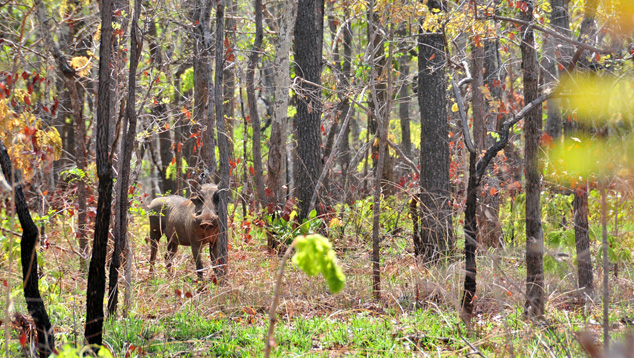 Northern Mozambique Warthogs Northern Mozambique Warthogs