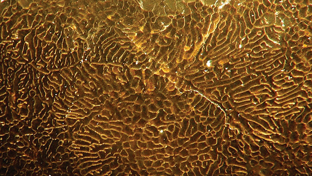 Surface magnification of non-nacreous beaded cultured pearl
