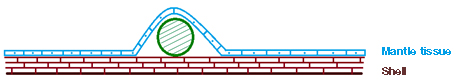 珠核 珠核