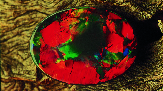 Black Opal Black Opal