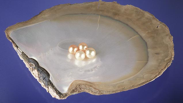 Gold-lipped Mollusk Gold-lipped Mollusk