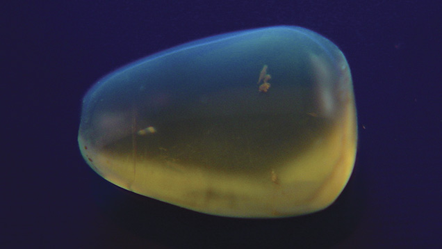 Blue amber cabochon Blue amber cabochon