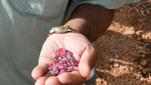 Since rubies were discovered at Winza in November of 2007, large numbers of miners have flooded the area. As with many new finds, miners usually try to find the gemstones while recovery is easiest and most profitable.