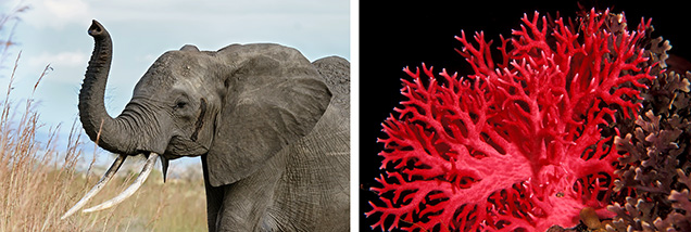 Endangered ivory and coral Endangered ivory and coral